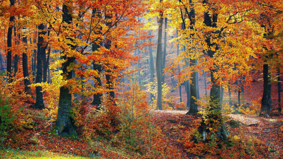 Tennessee Fall Woods